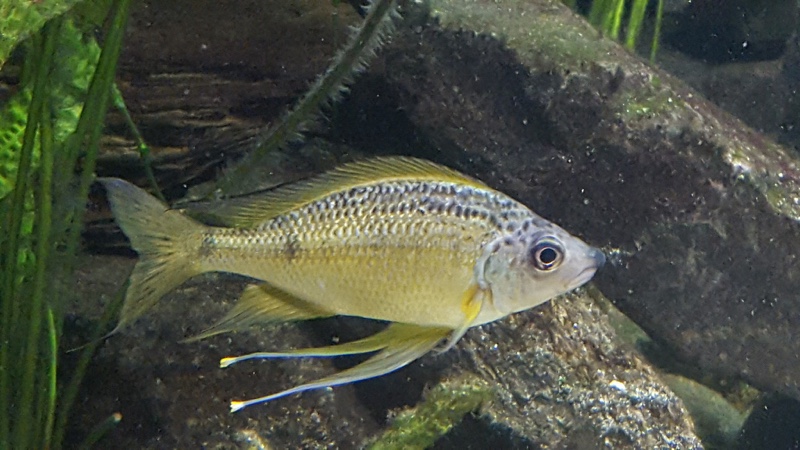 Ophthalmotilapia nasuta 'Chimba'